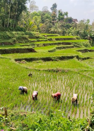 Soal Wisata Desa, Bali Bisa Belajar dari Banyuwangi
