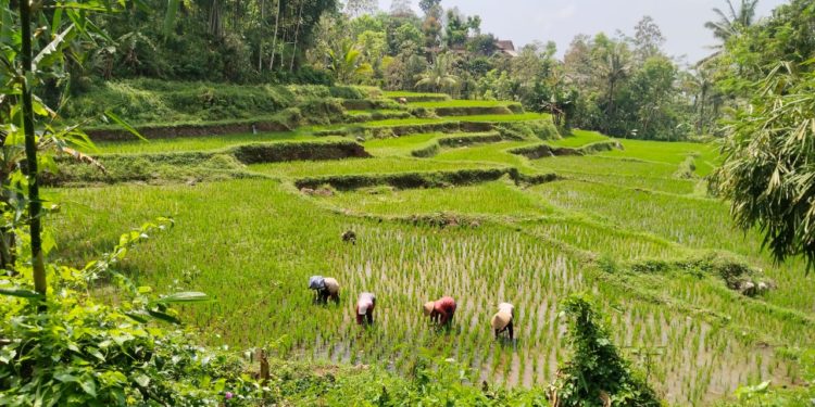 Soal Wisata Desa, Bali Bisa Belajar dari Banyuwangi
