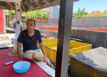 Menimba Ilmu Lele di ”Uma Lele”: Ini Bukan Lele Biasa