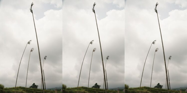 Sunari, dan Tujuh Lubang di Tubuhnya