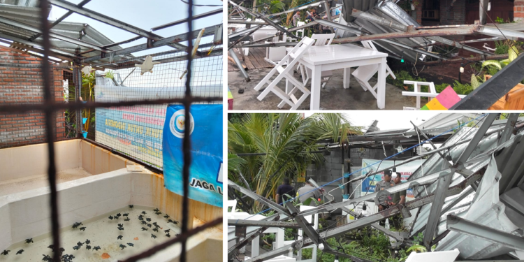 Tukik Kehujanan di Pantai Penimbangan: Atap Penangkaran Diterbangkan Angin yang Kencang Sekali