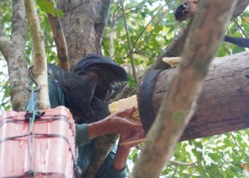 Nyoman Sukerta, Petani Cengkih dari Tajun, Juga Bertani Madu Agar Bali Tetap Manis