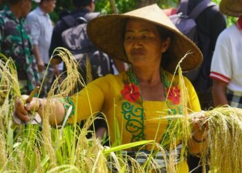 Parade Panen Padi, Sebuah Teatrikal Hidup di Subak Tingkihkerep, Tengkudak-Tabanan