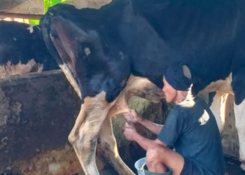 Emas Hijau dari Kandang: Solusi Cerdas Kelola Limbah Sapi Perah untuk Masa Depan Berkelanjutan