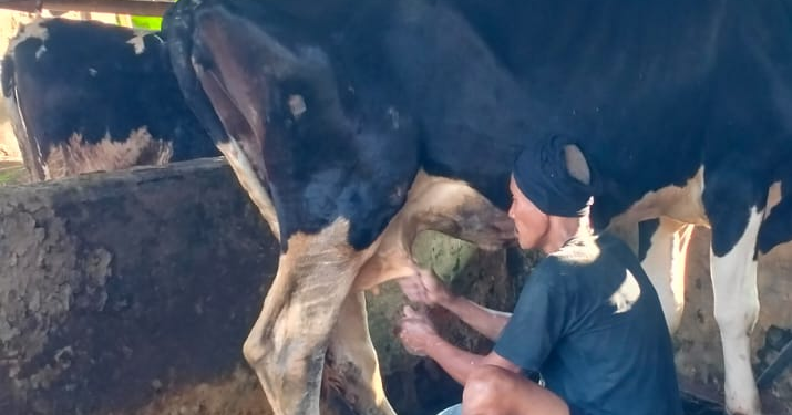 Emas Hijau dari Kandang: Solusi Cerdas Kelola Limbah Sapi Perah untuk Masa Depan Berkelanjutan