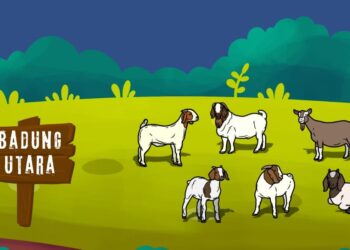 Giri Prasta, Kambing, dan PR Bupati Badung Selanjutnya