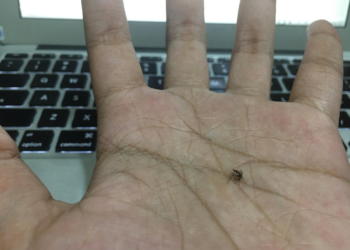 Legu Juga Bisa Digugu