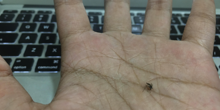 Legu Juga Bisa Digugu