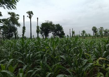 Menyigi Masa Depan Petani Jagung di Tuban, Jawa Timur