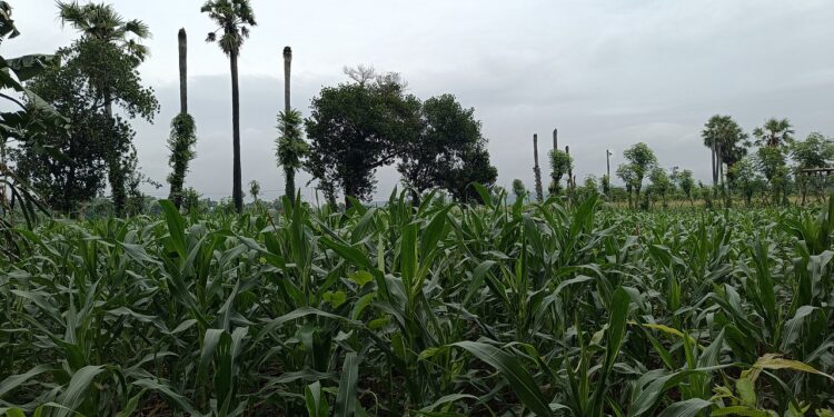 Menyigi Masa Depan Petani Jagung di Tuban, Jawa Timur