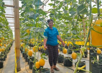 Legit Melon di Nik Okoh Farm, Singaraja : Boleh Metik, Bayar Kemudian