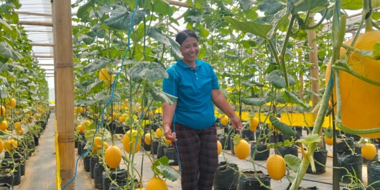 Legit Melon di Nik Okoh Farm, Singaraja : Boleh Metik, Bayar Kemudian