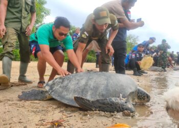 Kami, 23 Penyu Itu, Menuju Laut dengan Aman, Tapi Laut Barangkali Tidak Aman…