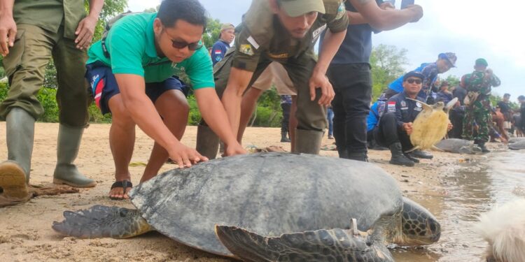Kami, 23 Penyu Itu, Menuju Laut dengan Aman, Tapi Laut Barangkali Tidak Aman…