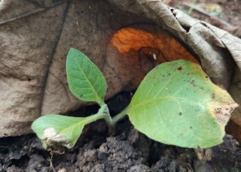 Meneroka Tembakau Tuban: Emas Hijau dari San Salvador