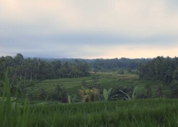 Refleksi Spiritual Nyepi, Tumpek Wariga, dan Idulfitri dalam Pendidikan Pertanian