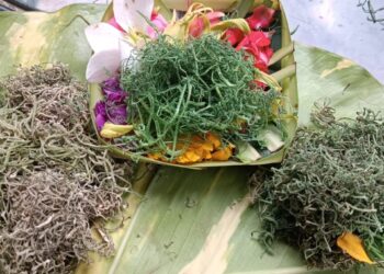 Kembang Rampe dan Kebodohan yang Dipelihara