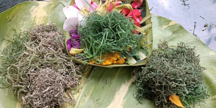 Kembang Rampe dan Kebodohan yang Dipelihara