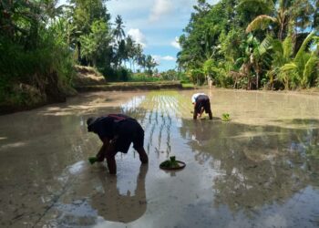Di Balik Embun dan Senjakala Pertanian Bali: Dilema Generasi dan Jejak Penanam Terakhir