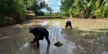 Di Balik Embun dan Senjakala Pertanian Bali: Dilema Generasi dan Jejak Penanam Terakhir