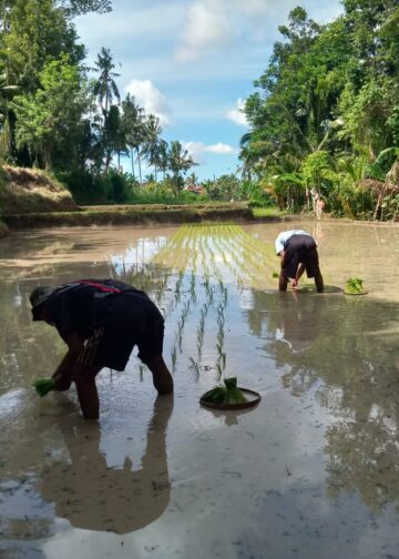 Di Balik Embun dan Senjakala Pertanian Bali: Dilema Generasi dan Jejak Penanam Terakhir