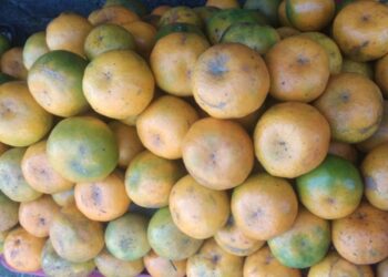 Jeruk Kintamani: Dari Buah Lokal, Tumbuh Kolaborasi Vokasi yang Menginspirasi