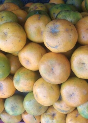 Jeruk Kintamani: Dari Buah Lokal, Tumbuh Kolaborasi Vokasi yang Menginspirasi