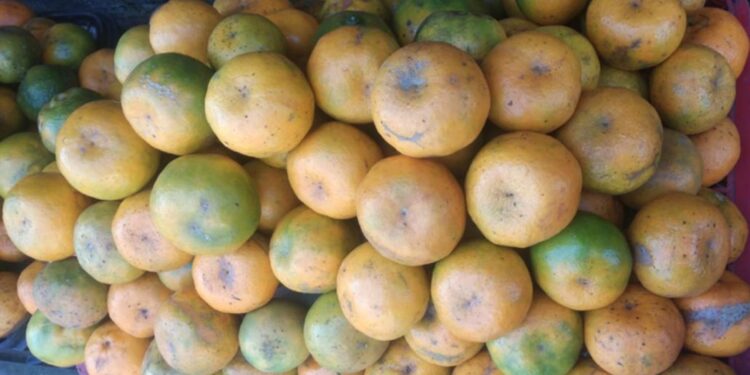 Jeruk Kintamani: Dari Buah Lokal, Tumbuh Kolaborasi Vokasi yang Menginspirasi