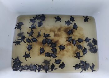 Tukik-Tukik yang Disayangi Lelaki Tua Cakra Wijaya di Pantai Umeanyar, Buleleng