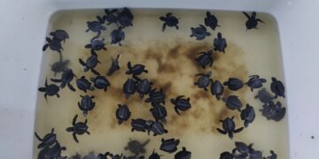 Tukik-Tukik yang Disayangi Lelaki Tua Cakra Wijaya di Pantai Umeanyar, Buleleng