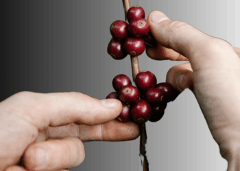 Istilah Pertanian yang Hilang: “Slisihan”,  Sistem Gotong Royong dalam Menggarap Tegalan Kopi di Desa Pucaksari, Busungbiu, Buleleng