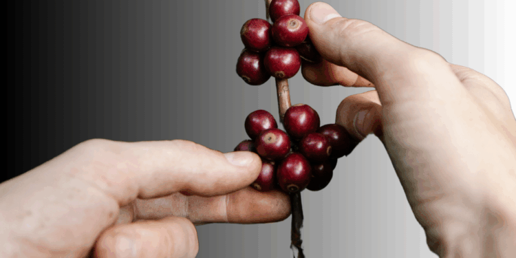 Istilah Pertanian yang Hilang: “Slisihan”,  Sistem Gotong Royong dalam Menggarap Tegalan Kopi di Desa Pucaksari, Busungbiu, Buleleng