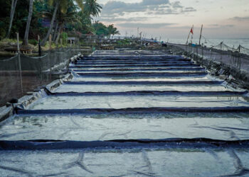 Menyemai Asin, Memanen Getir: Kisah Petani Garam di Desa Les Tejakula