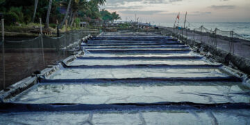 Menyemai Asin, Memanen Getir: Kisah Petani Garam di Desa Les Tejakula