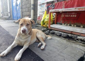 Anjing Jalanan dan Wajah Paradoks Bali