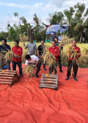 Panen Perdana Padi “Semeton Buleleng”, Komitmen Swasembada Pangan di Buleleng