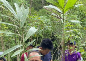 Sagu, Papeda, Sopi, dan Tentang Makanan Pokok Kita