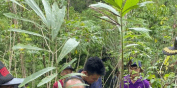 Sagu, Papeda, Sopi, dan Tentang Makanan Pokok Kita