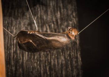 14 Karya Ketut Putrayasa di Mandai Rainforest Resort By Banyan Tree, Singapura: Suara Konservasi dari Balik Patung