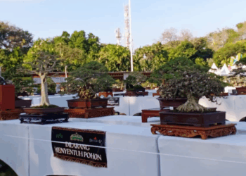 Sensasi Bonsai di Lapangan Puputan Badung: Bonsai Menyapa Warga Kota