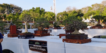 Sensasi Bonsai di Lapangan Puputan Badung: Bonsai Menyapa Warga Kota
