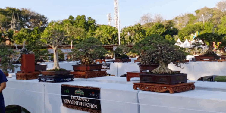 Sensasi Bonsai di Lapangan Puputan Badung: Bonsai Menyapa Warga Kota
