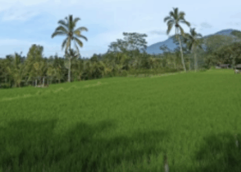 Tumpek Wariga, Saat Alam Memanggil Kembali Kesadaran Kita