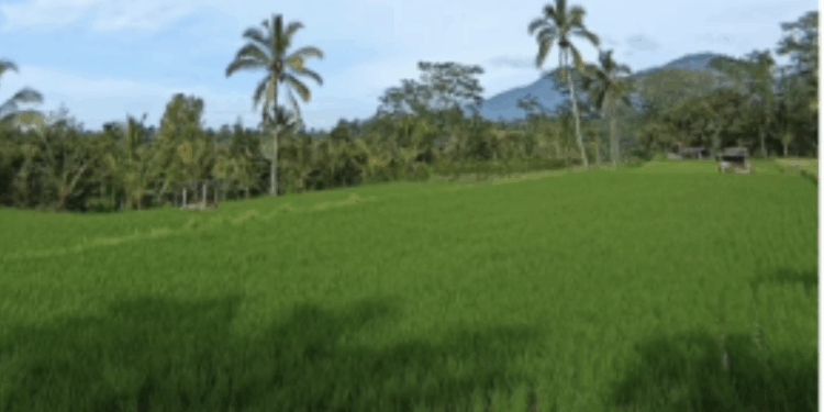 Tumpek Wariga, Saat Alam Memanggil Kembali Kesadaran Kita