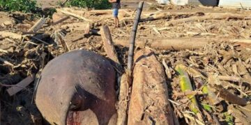 Pantat Gajah dan Logika Berdaun