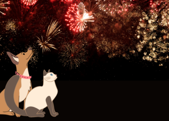 Tahun Baru dan Malam Panjang Ketakutan Anabul