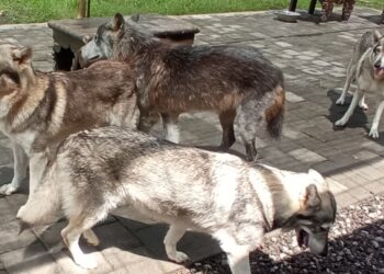 Mengamati Wolfdog di Alpha Wolf Lodge Nuanu