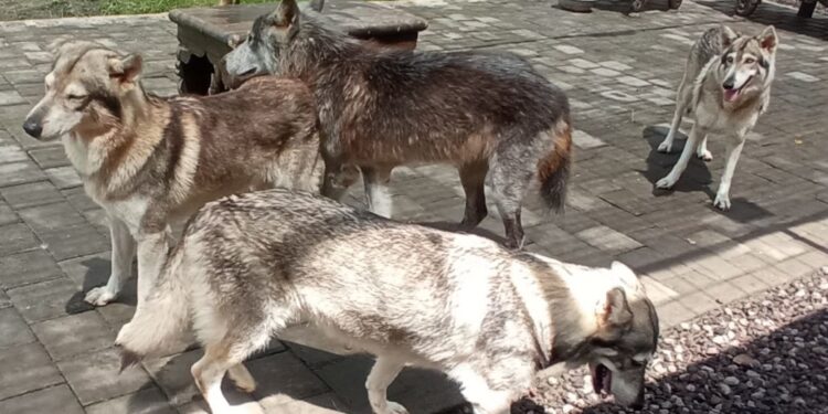 Mengamati Wolfdog di Alpha Wolf Lodge Nuanu