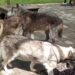 Mengamati Wolfdog di Alpha Wolf Lodge Nuanu