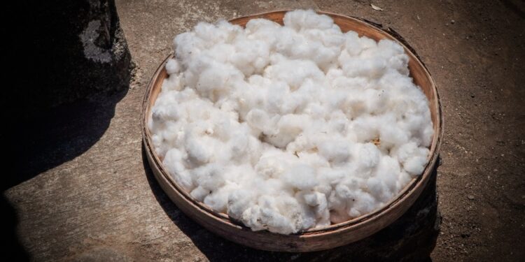 Menyigi Tejakula dan Sekitarnya [2]: Hikayat Niaga Kapas di Bali Utara  